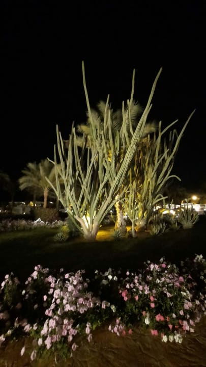 Gartenanlage Desert Rose