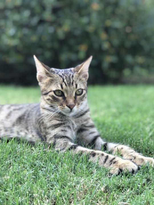 Sonstiges Royal Seginus