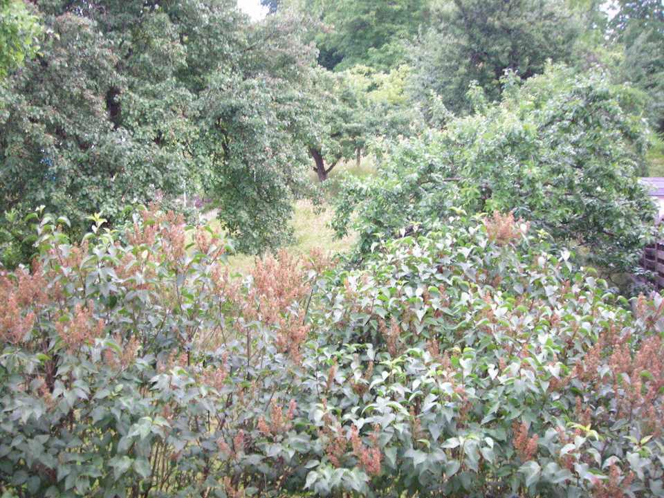 Unser Ausblick in den Obstgarten Ferienwohnungen Am Grafenberg