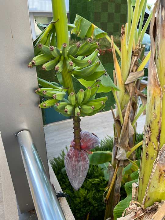 Gartenanlage Side Star Elegance