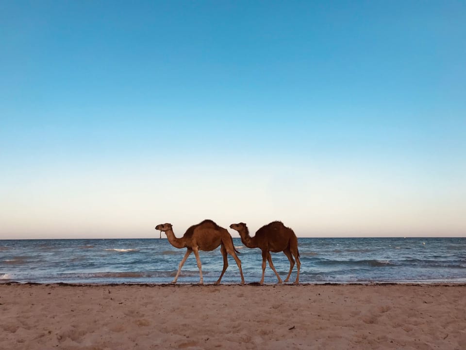 Strand ROBINSON DJERBA BAHIYA