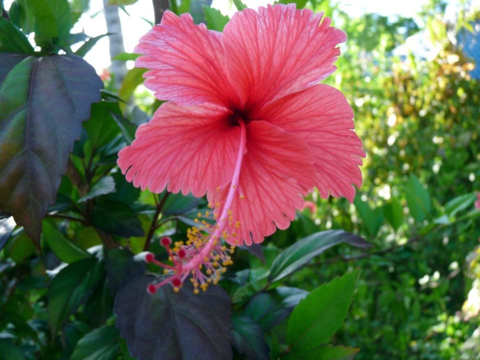 Blume vor unserem Bungalow Wyndham Alltra Samana