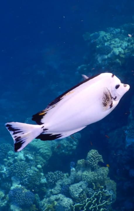 Sport & Freizeit Utopia Beach Club