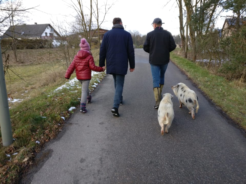 Spaziergang mit Mikroschweine Betty und Wilma Urlaub am Regen - Ferienhof Dirnberger