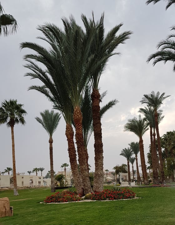 Gartenanlage Beach Albatros Resort