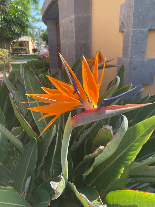 Gartenanlage Suites & Villas by Dunas