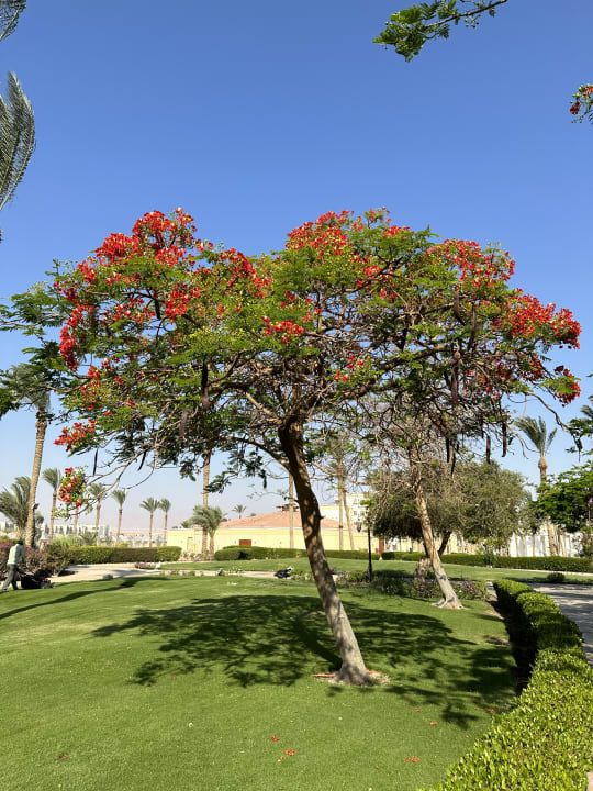 Außenansicht Palm Royale Resort - Soma Bay