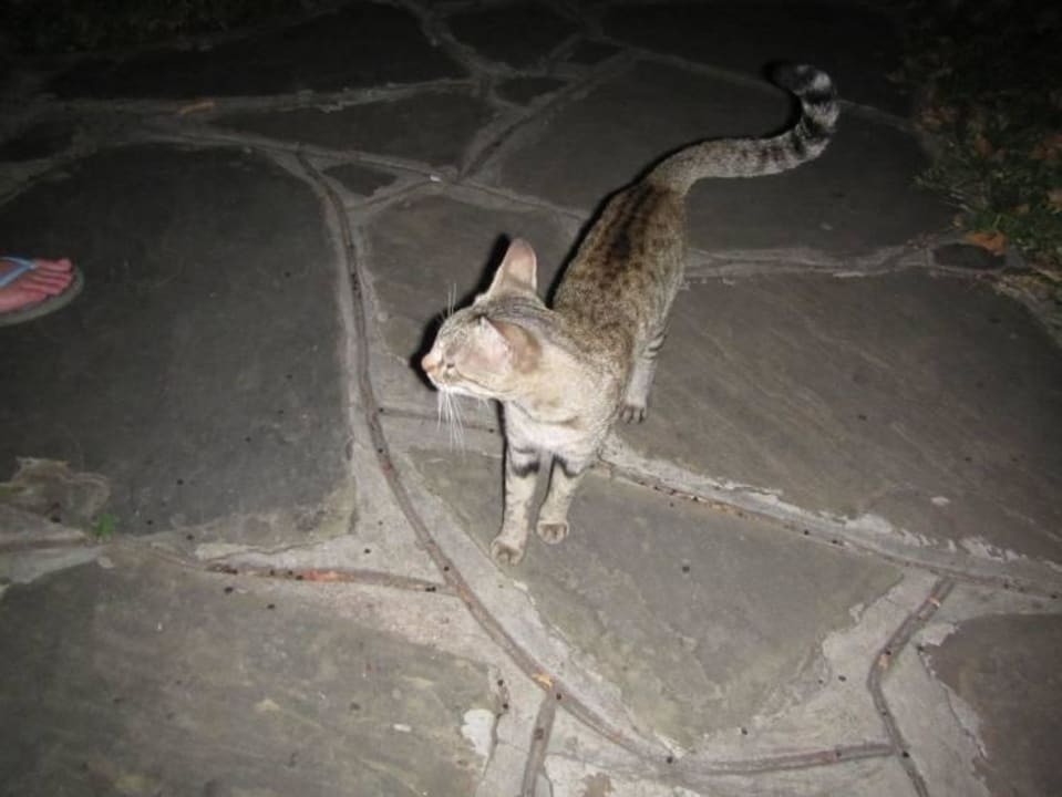 Katze in Hotelanlage Hotel Diani Sea Lodge