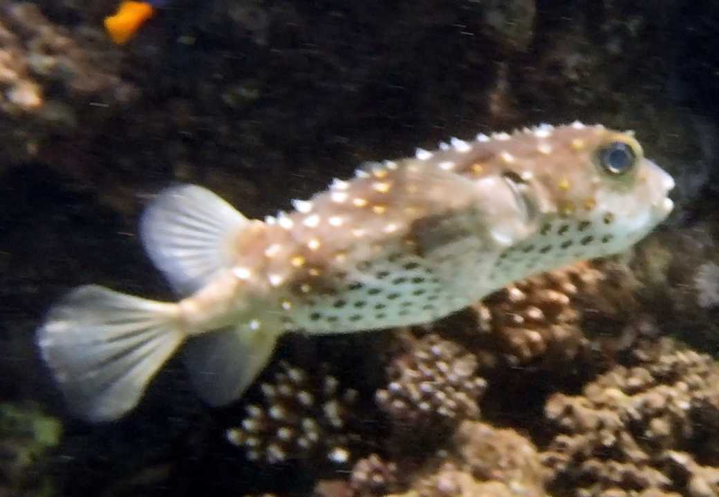 Sonstiges Three Corners Equinox Beach Resort