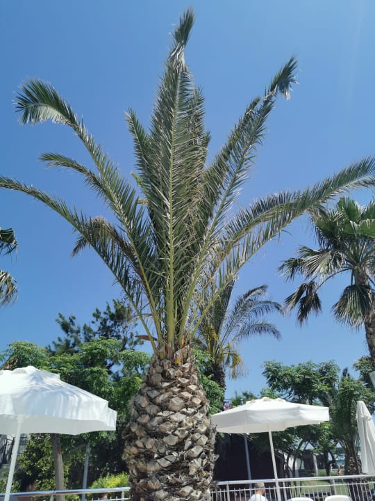 Gartenanlage Belek Beach Resort Hotel