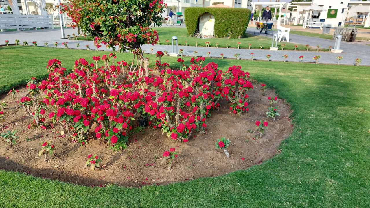 Gartenanlage Pickalbatros Dana Beach Resort - Hurghada