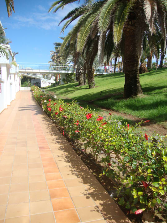 Die Hibiskushecke ist wunderschön! Hotel Riu Gran Canaria
