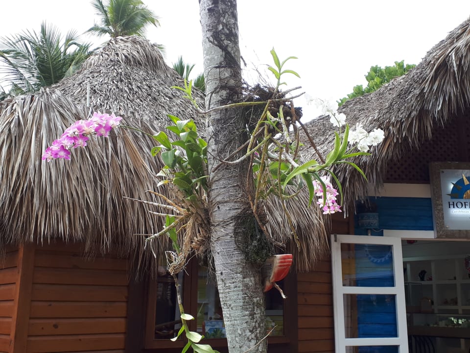 Gartenanlage Hotel Viva Dominicus Palace by Wyndham-All Inclusive Resort