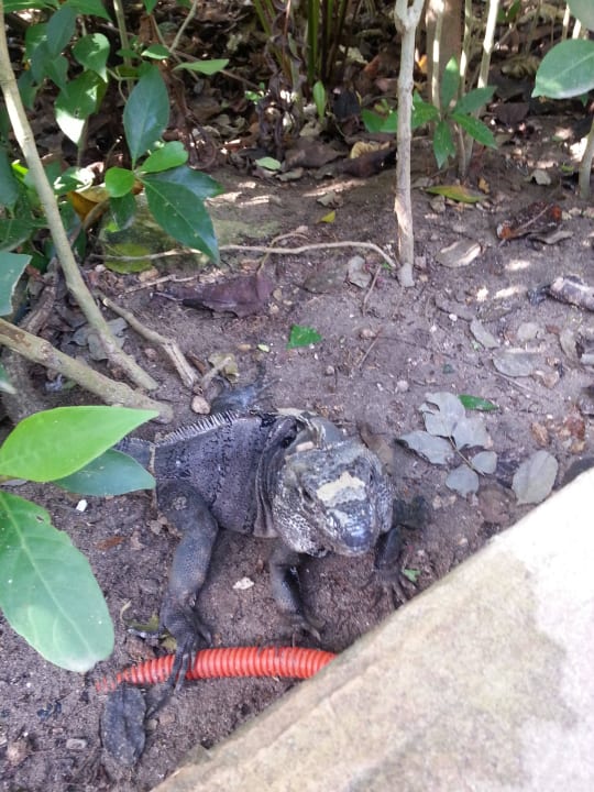 Hotel Catalonia Playa Maroma Catalonia Playa Maroma