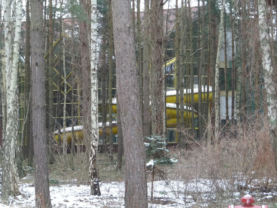 Lasek wokół hotelu Hotel Geovita Dabki