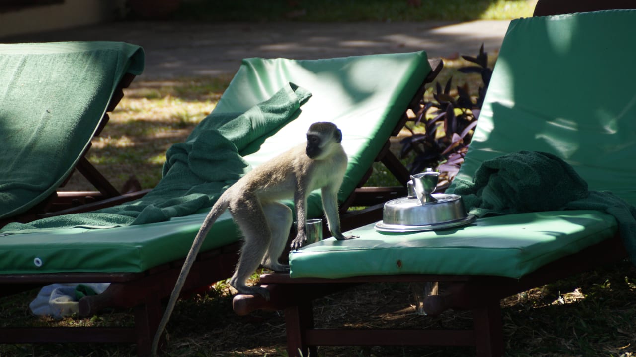 Obiad Neptune Beach Resort