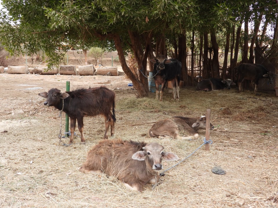 Gartenanlage Jolie Ville Kings Island Luxor
