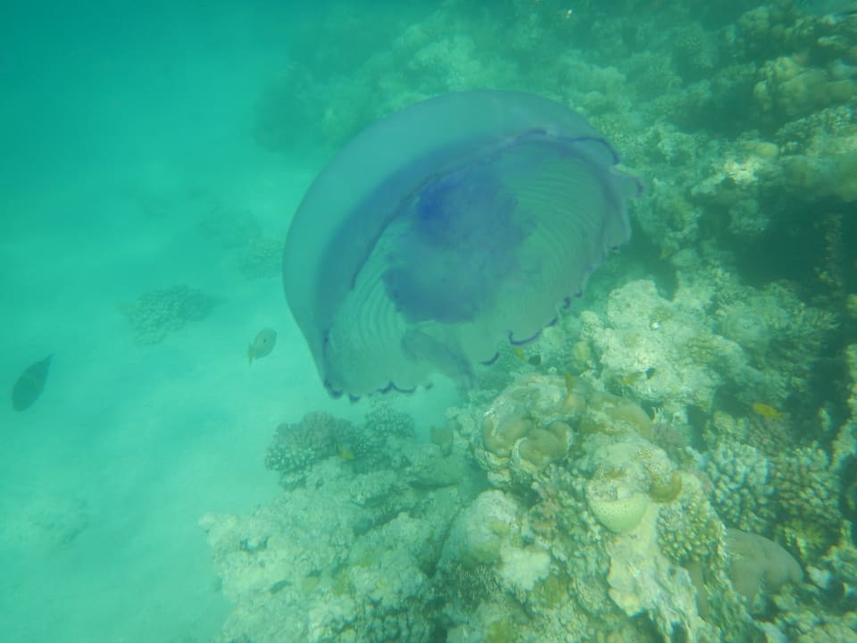 Sport & Freizeit Stella Beach Resort & Spa Makadi Bay