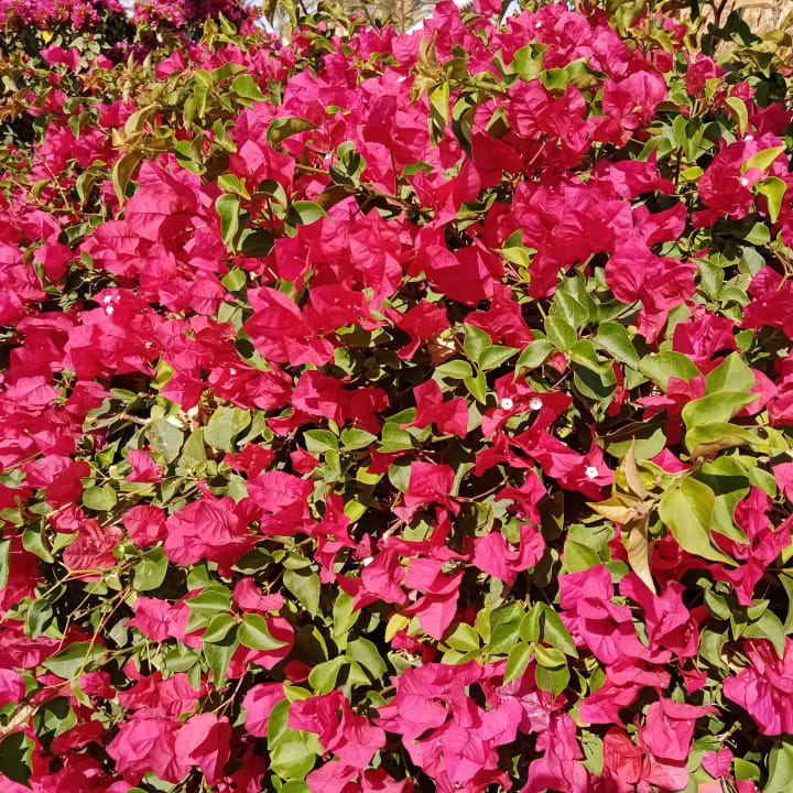 Gartenanlage Cleopatra Luxury Resort Makadi Bay