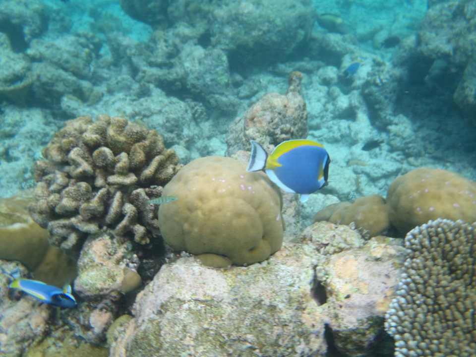 Riffausflug Summer Island Maldives