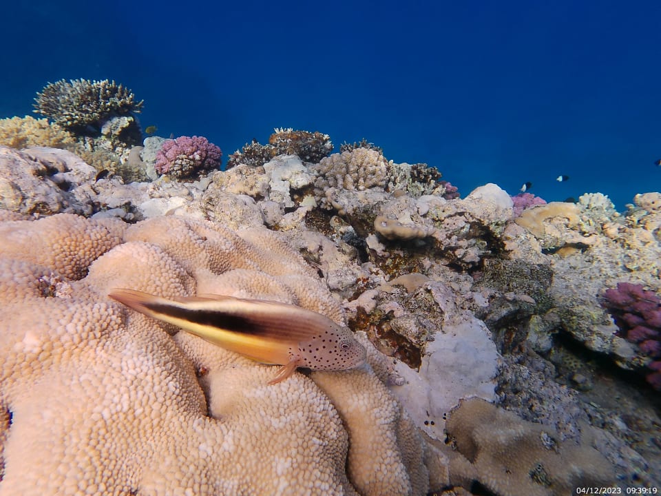 Sport & Freizeit Coral Sun Beach