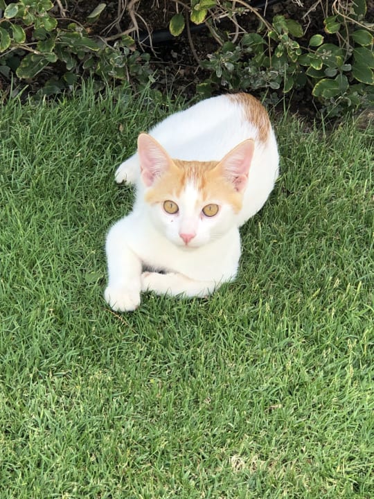 Sonstiges Stella Garden Resort & Spa, Makadi Bay