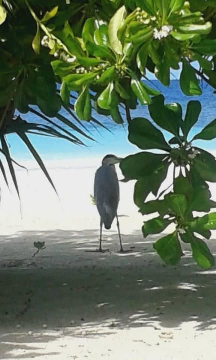 Tierische Besucher ananea Diamonds Athuruga