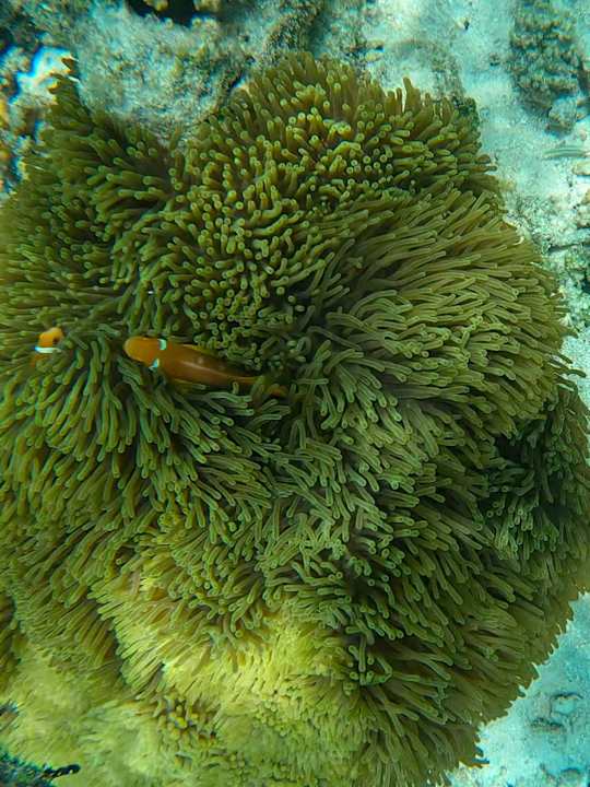 Strand Jawakara Islands Maldives