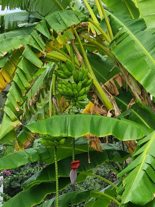 Gartenanlage Marvida Family Eco