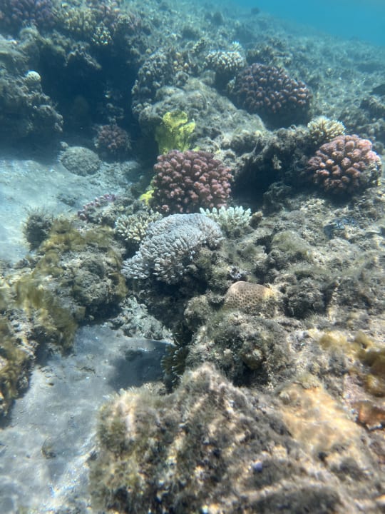 Sport & Freizeit Beach Albatros Resort