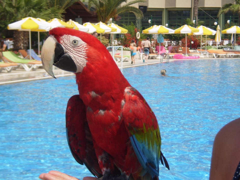 Es gab immer eine Abwechslung am Pool ! VONRESORT Golden Coast