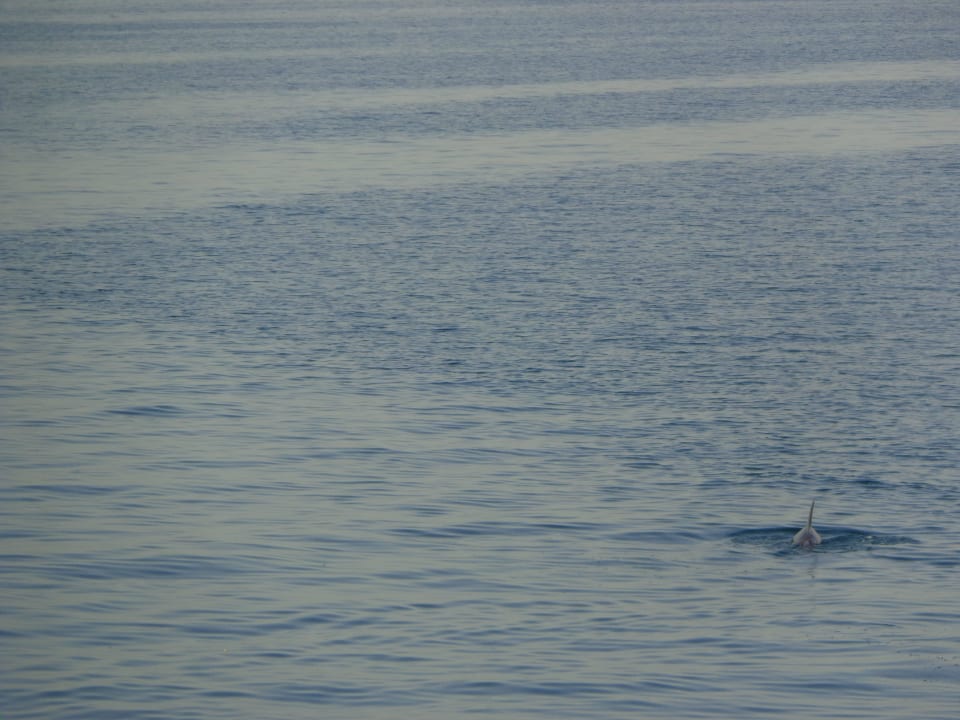 Dolphin Jaz Aquaviva