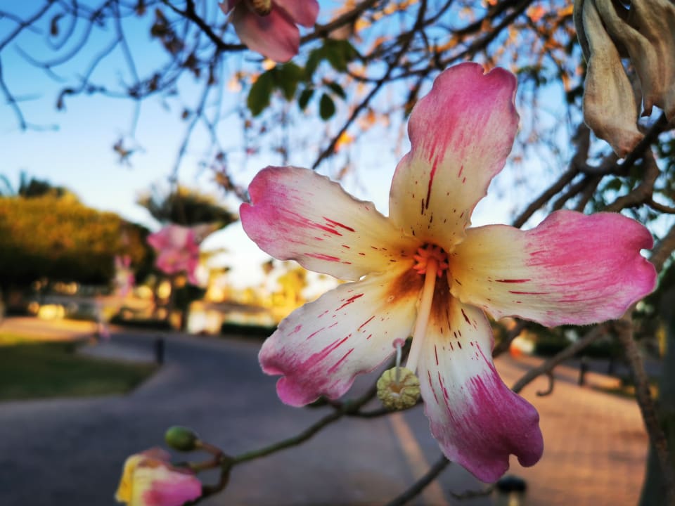 Gartenanlage Pharaoh Azur Resort