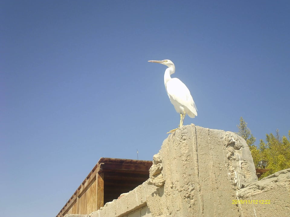 Hoteleigner Reiher Giftun Azur Resort