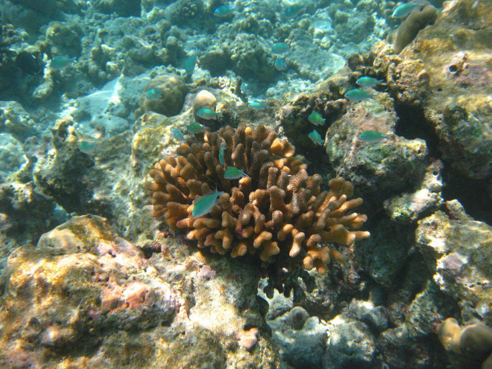 Unterwasserwelt am Hausriff NH Collection Maldives Reethi Resort