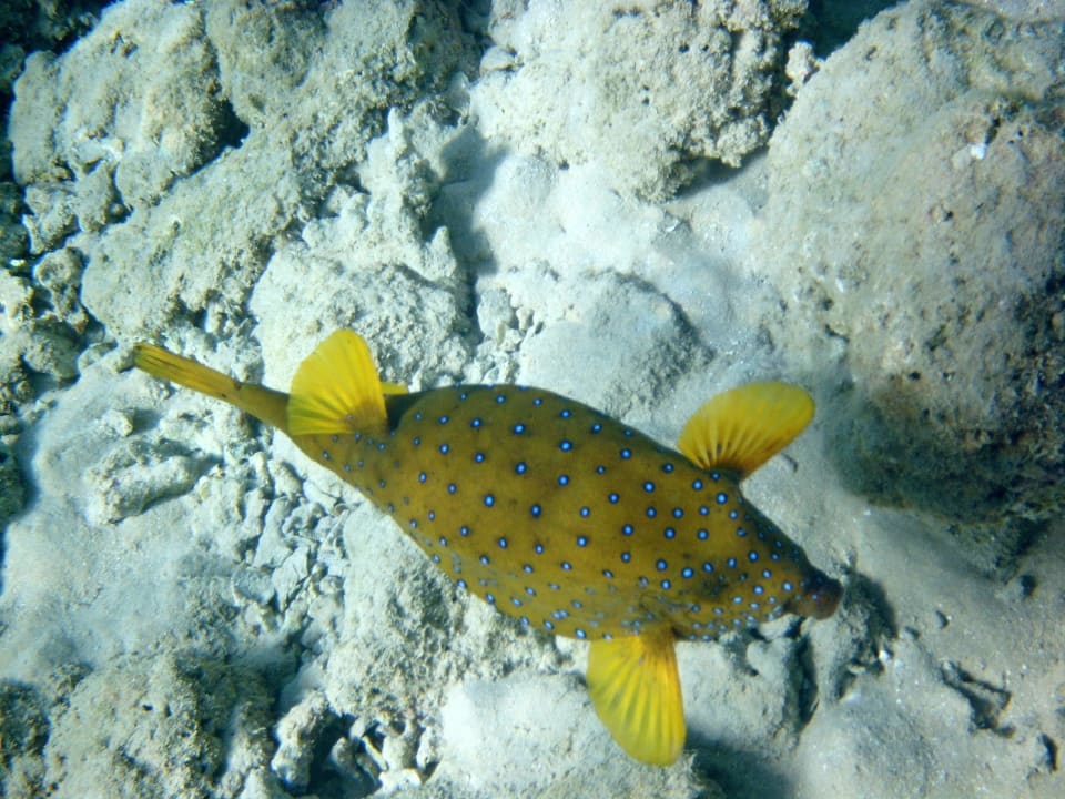 Kofferfisch Jaz Makadi Oasis Resort