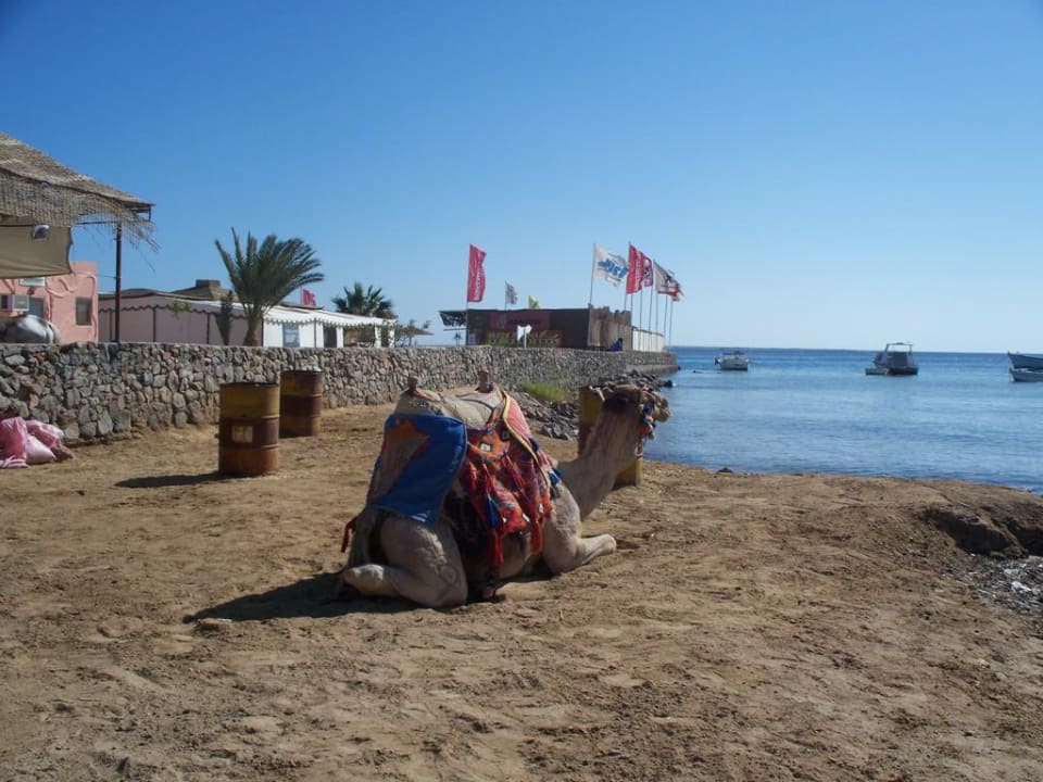 Hotel Sol Y Mar Paradise Beach Eagles Paradise Abu Soma