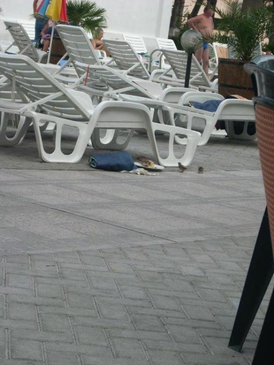 Spatzenessen Sun Palace