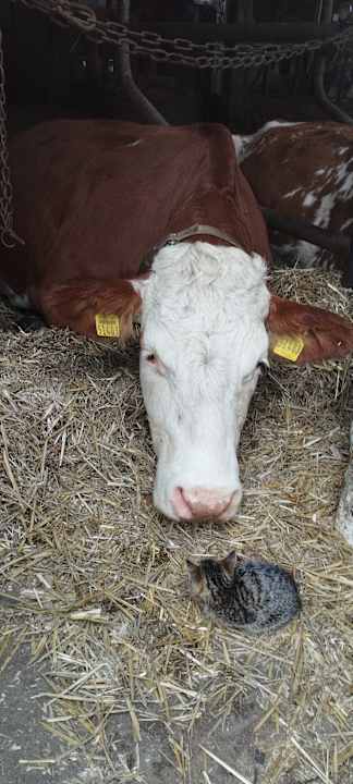Sonstiges Ferienhof Dannerbauer