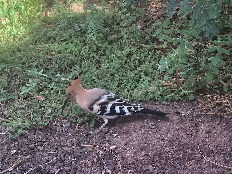 Außenansicht allsun App.-Hotel Esquinzo Beach