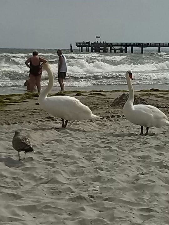 Strand vor dem Hotel mit Schwänen Seehotel Großherzog von Mecklenburg