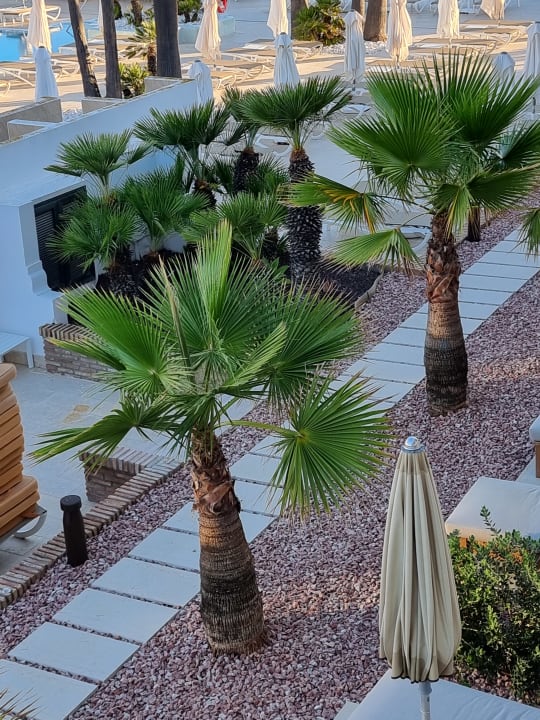 Gartenanlage Iberostar Selection Andalucía Playa