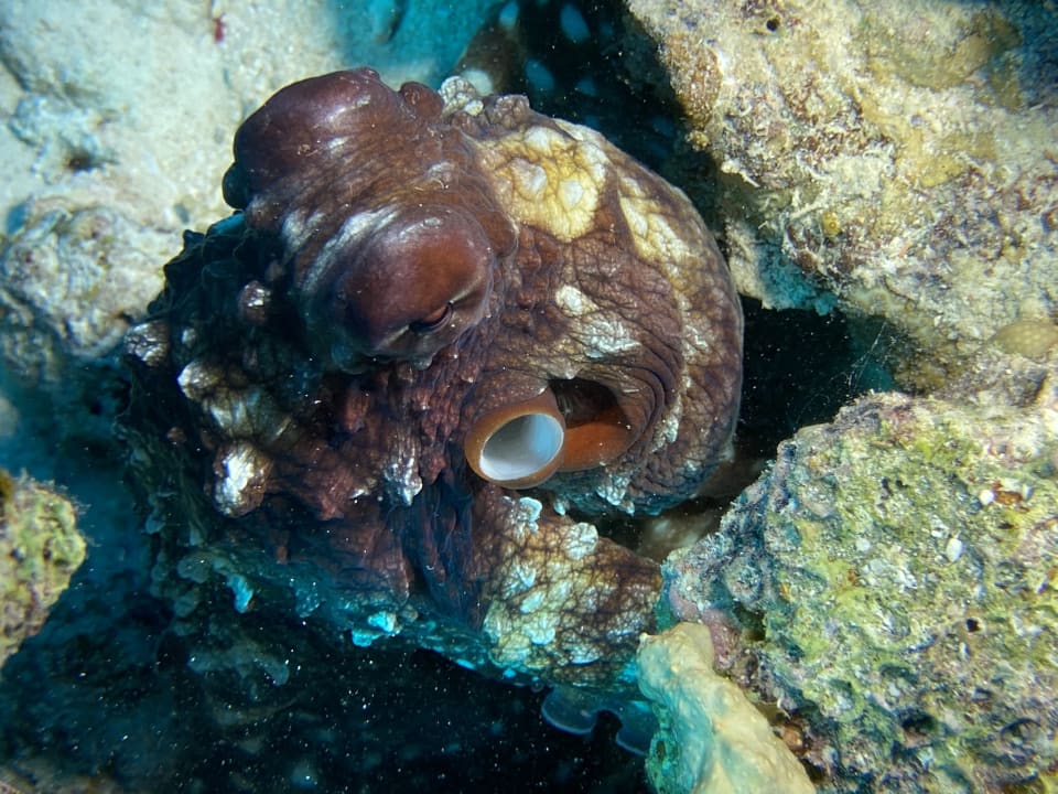 Sport & Freizeit ROBINSON SOMA BAY