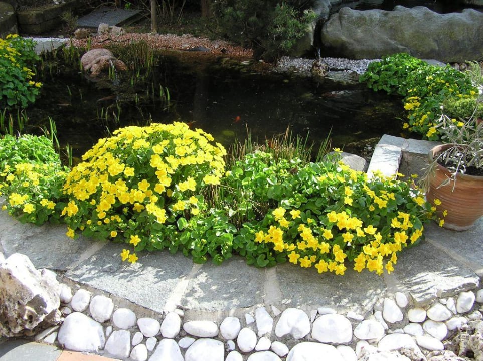 Gartenteich auf der Terrasse Hotel Lisetta