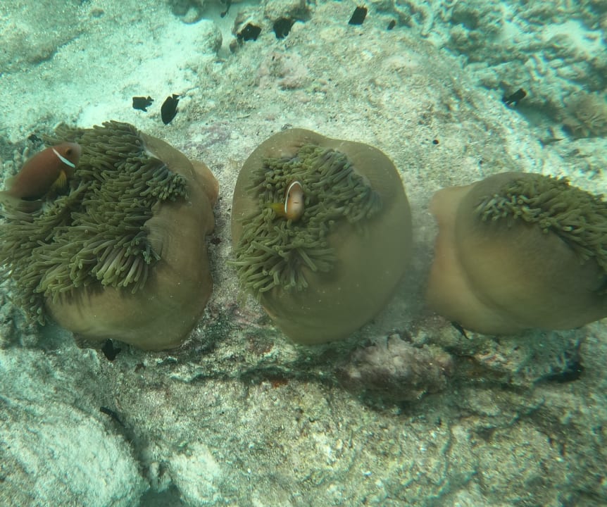 Sport & Freizeit Summer Island Maldives