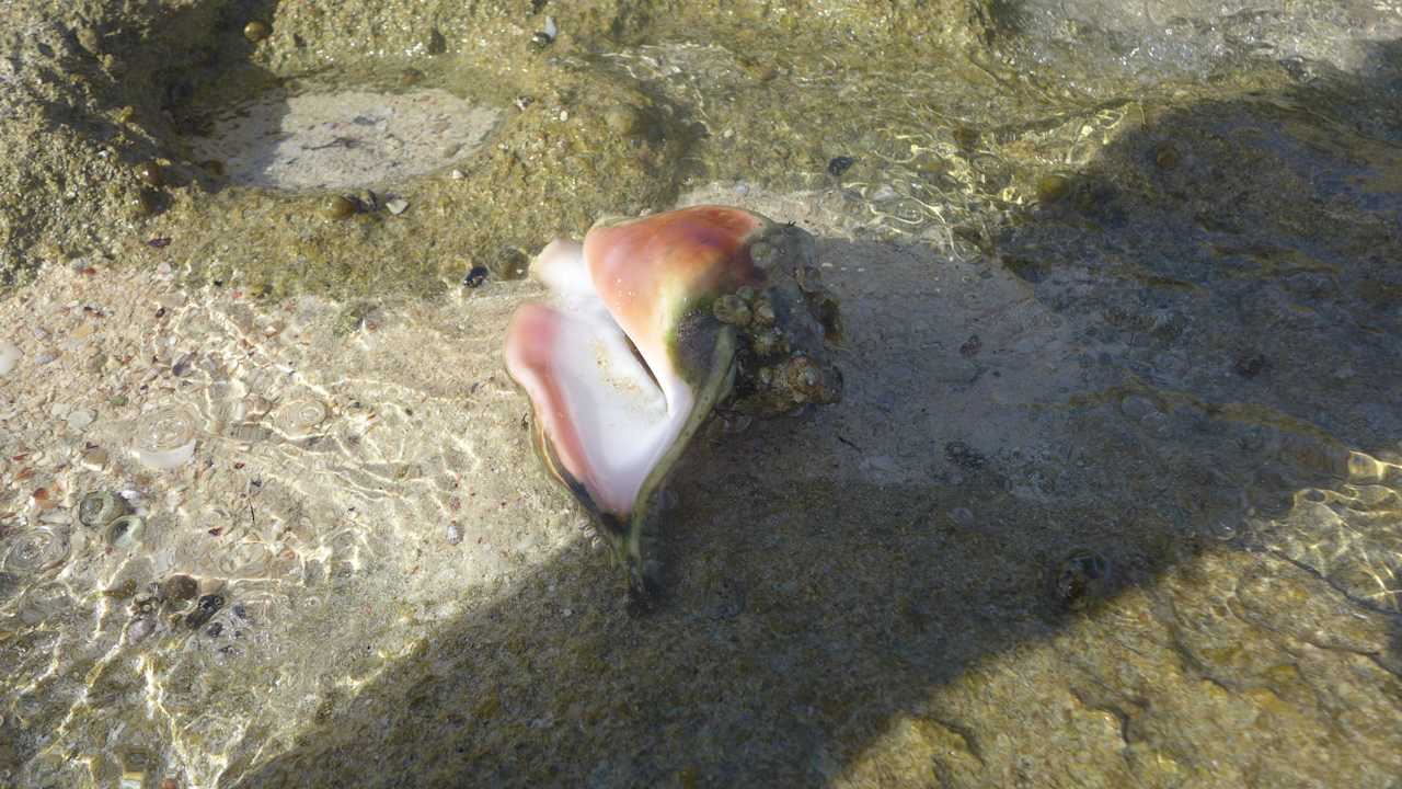 Muszelka na plaży Pickalbatros Alf Leila Wa Leila Resort - Neverland Hurghada