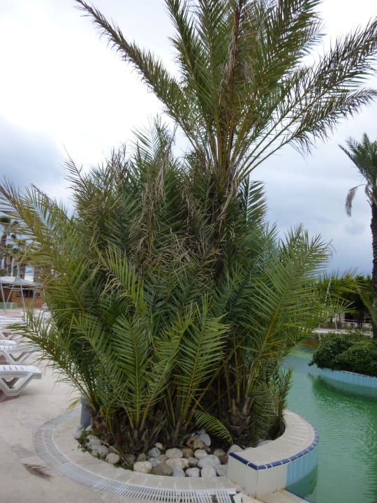Planten Limak Limra Hotel & Resort
