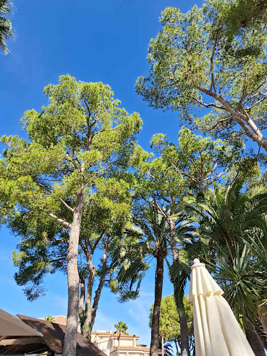 Gartenanlage allsun App.-Hotel Orquidea Playa