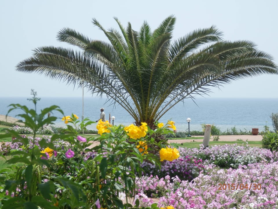 Wenn man bewässert, wächst es Three Corners Equinox Beach Resort