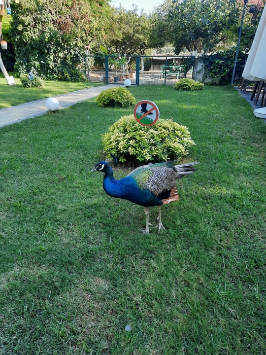 Sonstiges Dg Hotels Rose Resort